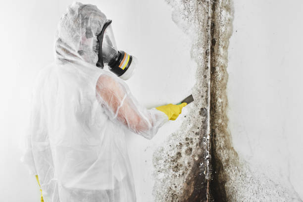 Mold Testing and Removal in Parsippany, NJ