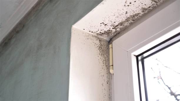 Best Fast Mold Removal  in Parsippany, NJ