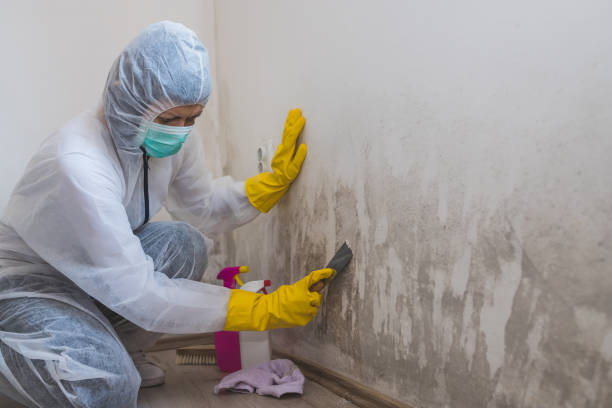 Best Local Mold Removal Service  in Parsippany, NJ