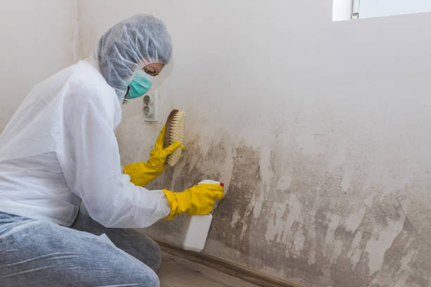Best Residential Mold Removal  in Parsippany, NJ