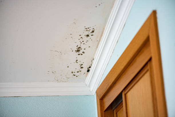 Trusted Parsippany, NJ Mold Removal Experts