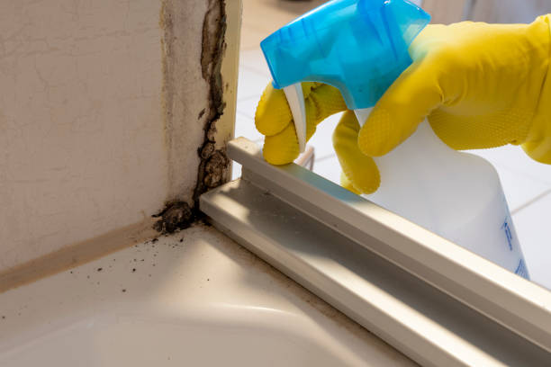 Home Mold Removal in Parsippany, NJ