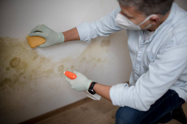 Best Best Mold Removal Companies  in Parsippany, NJ