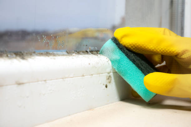 Best Black Mold Removal  in Parsippany, NJ