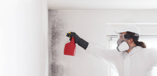 Best Mold Damage Repair  in Parsippany, NJ