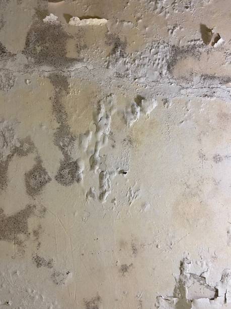 Best Fast Mold Removal  in Parsippany, NJ