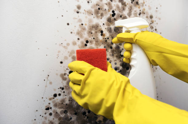 Best Office Mold Removal Services  in Parsippany, NJ