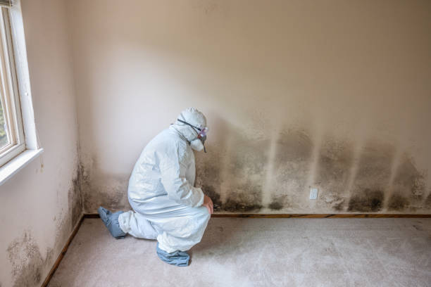 Best Residential Mold Removal  in Parsippany, NJ