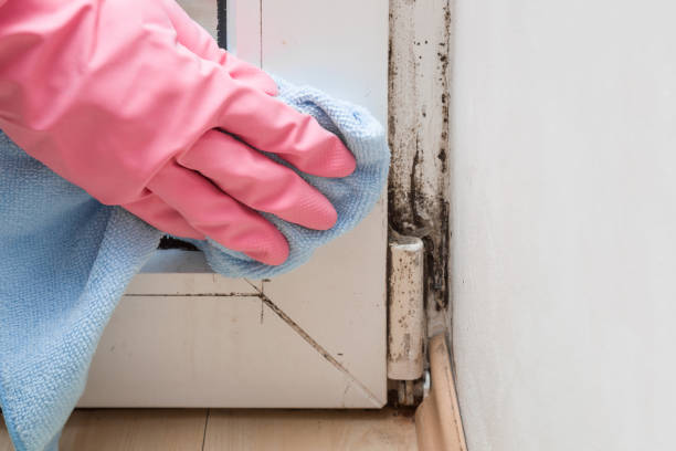 Best Best Mold Removal Companies  in Parsippany, NJ