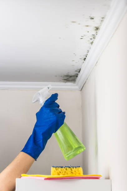 Best Local Mold Removal Service  in Parsippany, NJ